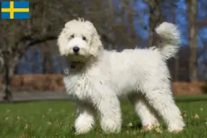Lee más sobre el artículo Criadores y cachorros de Labradoodle australiano en Suecia