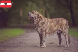 Lee más sobre el artículo Mastín Español criadores y cachorros en Austria