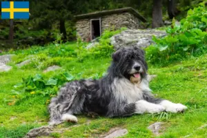 Lee más sobre el artículo Criadores y cachorros de Mioritic en Suecia