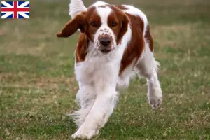 Lee más sobre el artículo Welsh Springer Spaniel criadores y cachorros en Gran Bretaña