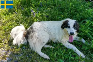 Lee más sobre el artículo Criadores de Tornjak y cachorros en Suecia