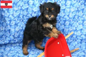 Lee más sobre el artículo Criadores de Pomapoo y cachorros en Austria