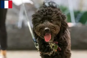 Lee más sobre el artículo Criadores y cachorros de Aussiedoodle en Francia