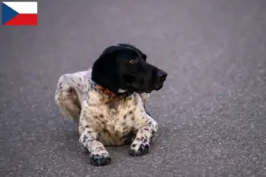 Lee más sobre el artículo Criadores y cachorros de Braque d’Auvergne en la República Checa