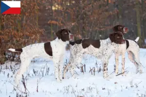 Lee más sobre el artículo Criadores y cachorros de Braque français tipo Pyrénées en la República Checa