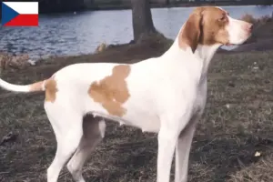 Lee más sobre el artículo Criadores y cachorros de Braque Saint-Germain en la República Checa