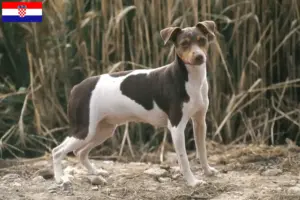 Lee más sobre el artículo Criador de Terrier brasileño y cachorros en Croacia