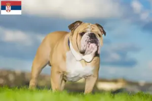 Lee más sobre el artículo Criadores de Bulldog Inglés y cachorros en Serbia