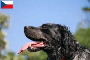 Lee más sobre el artículo Epagneul Bleu de Picardie criadores y cachorros en la República Checa