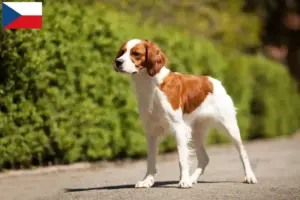 Lee más sobre el artículo Criadores y cachorros de Epagneul Breton en la República Checa