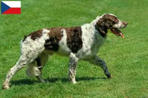 Lee más sobre el artículo Criadores y cachorros de Épagneul français en la República Checa