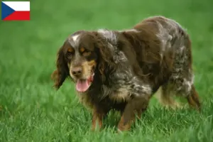 Lee más sobre el artículo Épagneul Picard criadores y cachorros en la República Checa