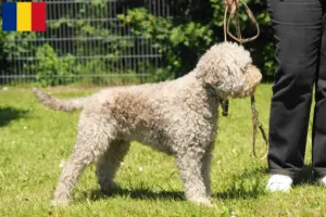 Lee más sobre el artículo Criadores de Lagotto Romagnolo y cachorros en Rumania