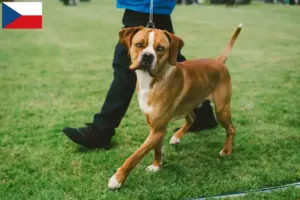 Lee más sobre el artículo Criadores de Perdigueiro Português y cachorros en República Checa