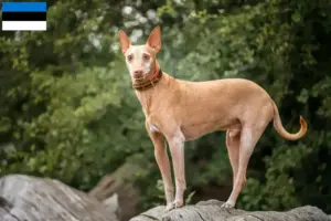 Lee más sobre el artículo Criadores de Podenco y cachorros en Estonia