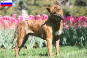 Lee más sobre el artículo Criadores de Presa Canario y cachorros en Eslovenia