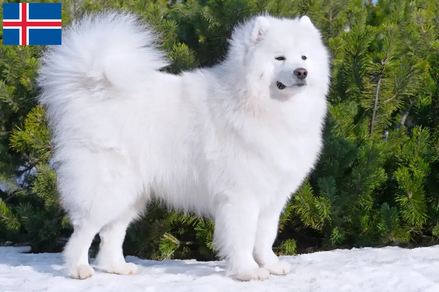 Lee más sobre el artículo Criadores de samoyedos y cachorros en Islandia