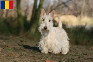 Lee más sobre el artículo Criadores y cachorros de Scottish Terrier en Rumanía