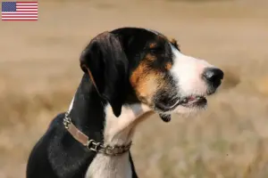 Lee más sobre el artículo Segugio Maremmano criadores y cachorros en los EE.UU.