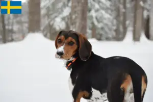 Lee más sobre el artículo Treeing Walker Coonhound criadores y cachorros en Suecia