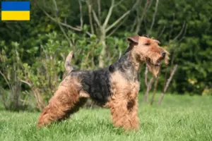 Lee más sobre el artículo Criadores y cachorros de Welsh Terrier en Ucrania