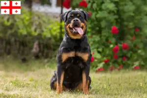 Lee más sobre el artículo Criadores de Rottweiler y cachorros en Georgia