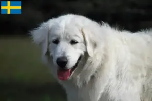 Lee más sobre el artículo Criadores y cachorros de Slovensky Cuvac en Suecia