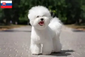 Lee más sobre el artículo Criadores de Bichon Frisé y cachorros en Eslovaquia