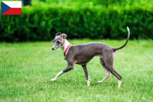 Lee más sobre el artículo Criadores de carillones de viento italianos y cachorros en la República Checa