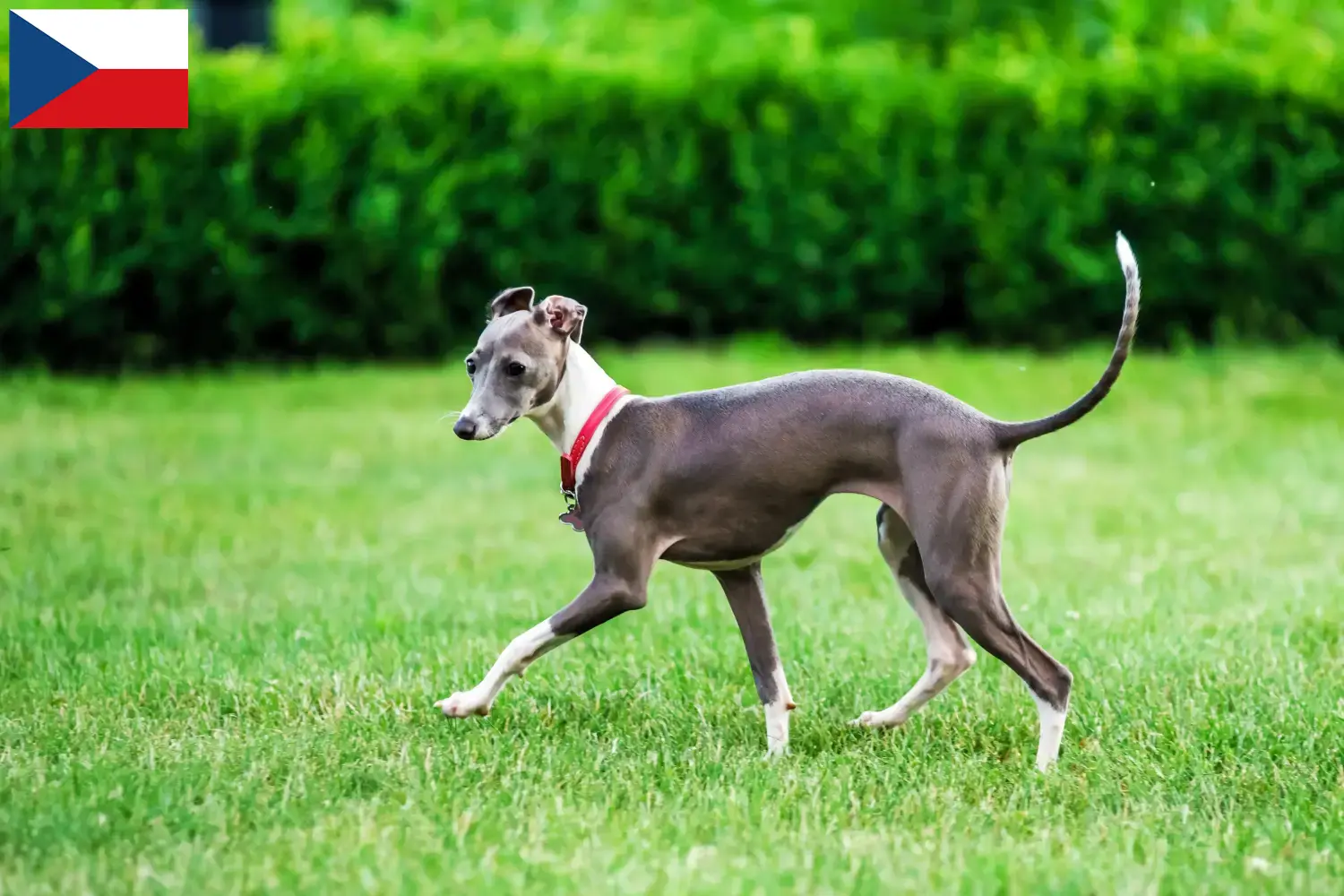 Lee más sobre el artículo Criadores de carillones de viento italianos y cachorros en la República Checa