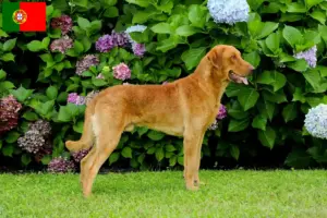 Lee más sobre el artículo Criadores de Chesapeake Bay Retriever y cachorros en Portugal