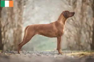 Lee más sobre el artículo Criadores y cachorros de Rhodesian Ridgeback en Irlanda