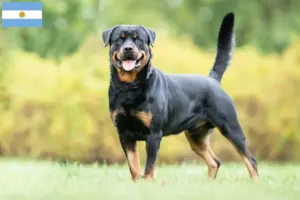 Lee más sobre el artículo Criadores y cachorros de Rottweiler en Argentina