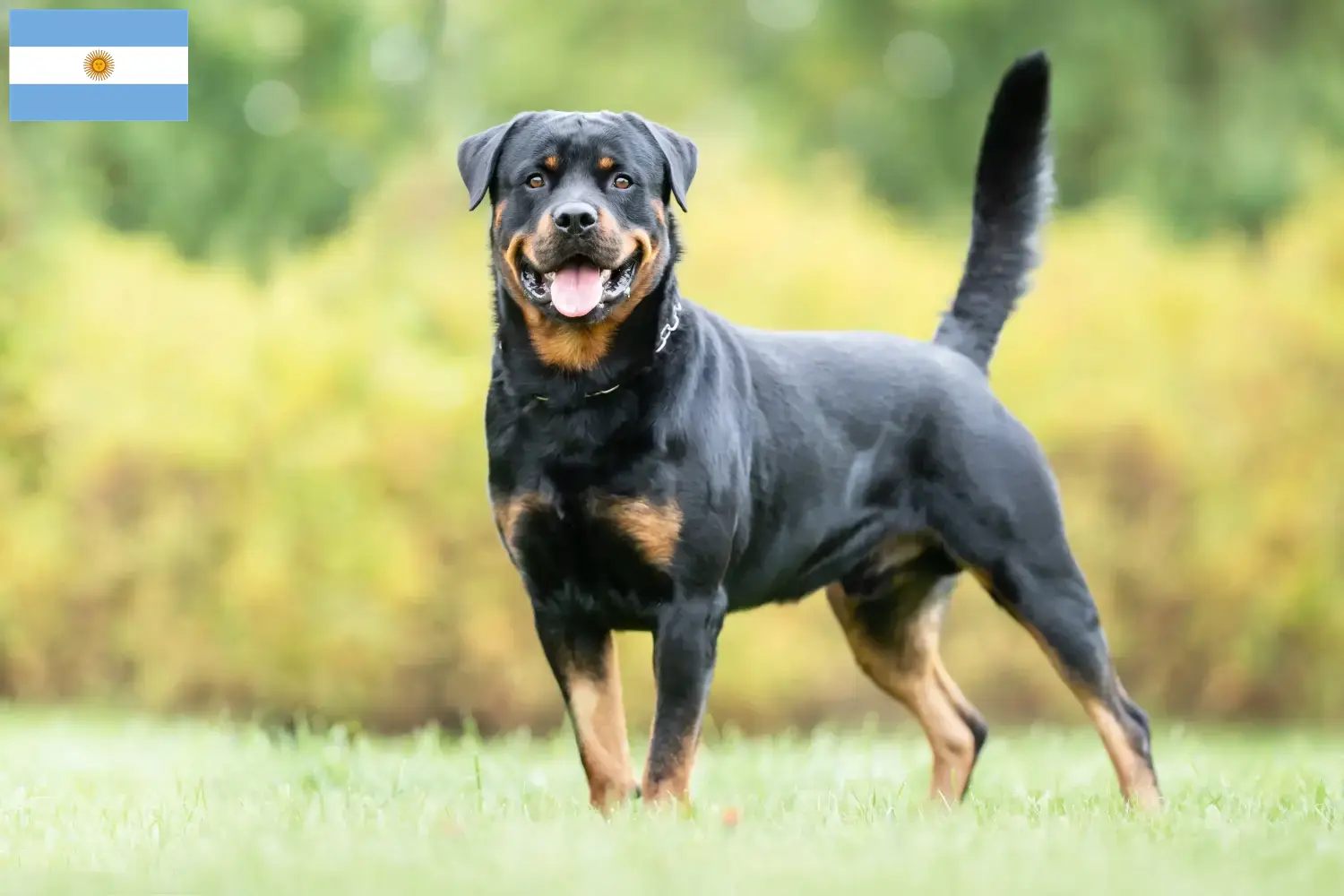 Lee más sobre el artículo Criadores y cachorros de Rottweiler en Argentina