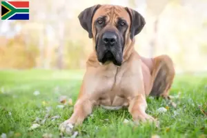 Lee más sobre el artículo Criadores de Boerboel y cachorros en Sudáfrica