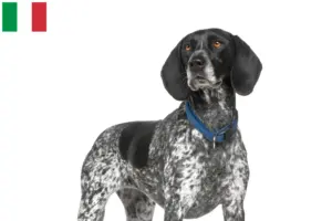 Lee más sobre el artículo Criadores y cachorros de Braque d’Auvergne en Italia