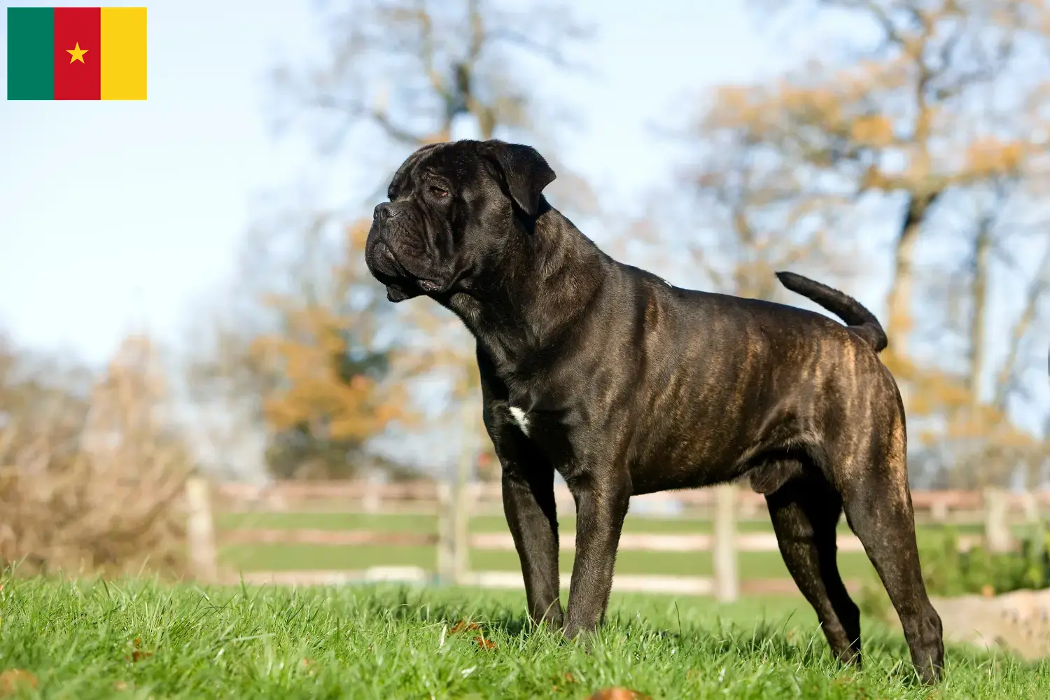 Lee más sobre el artículo Cane Corso Italiano criadores y cachorros en Camerún