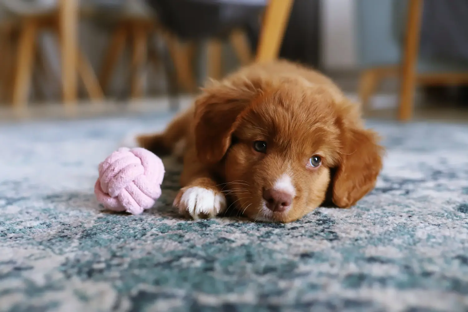 Comprar un cachorro de Nova Scotia Duck Tolling Retriever significa asumir responsabilidades. Comprar cachorros de Nova Scotia Duck Tolling Retriever.