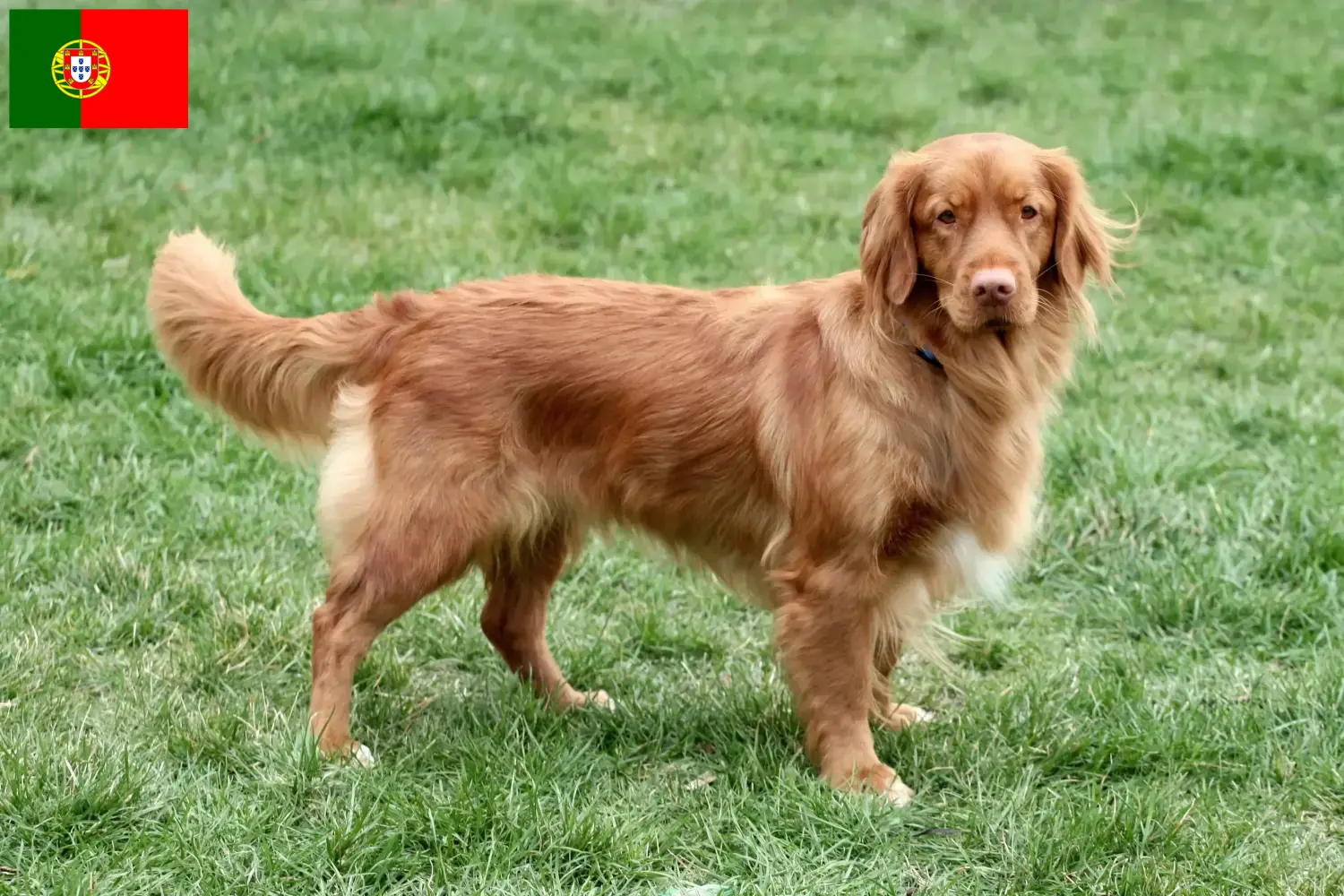 Nova Scotia Duck Tolling Retriever cachorros y criadores Portugal Encuentra criadores de Nova Scotia Duck Tolling Retriever en Portugal.