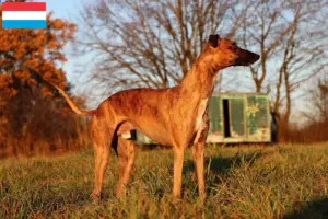 Lee más sobre el artículo Criadores de Whippet y cachorros en Luxemburgo